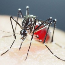 Minas Gerais traça 'estratégias de guerra' contra dengue e outras doenças -  AFP/SHINJI KASAI