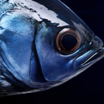 Peixe mais caro do mundo chega a custar R$ 800 no Brasil - freepik