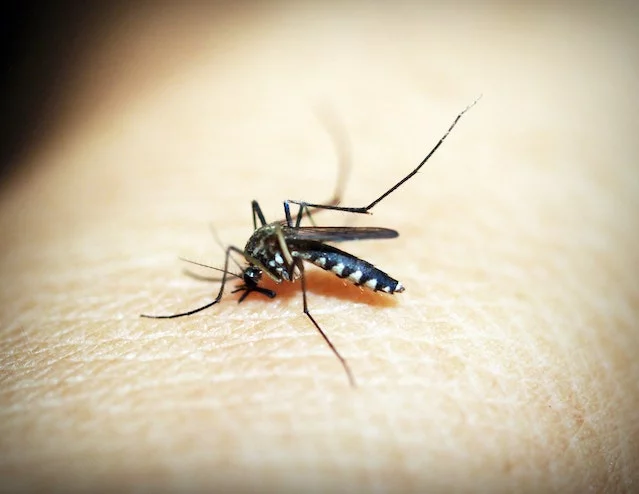 Mudanças climáticas podem aumentar casos de dengue no Brasil - icon0.com pexels
