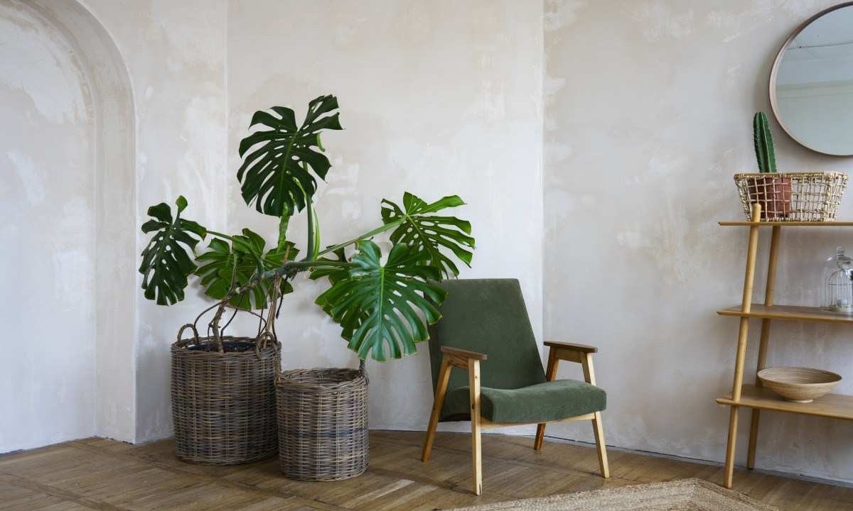 Plantas decoram e melhoram qualidade do ar -  (crédito: Freepik)