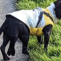 A cachorra de seis patas que causou comoção ao ser abandonada e recebeu onda de doações - Greenacres Rescue