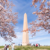 Saiba quando e onde ver a florada das cerejeiras em Washington, DC - Uai Turismo