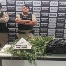 Polícia Militar flagra plantador de maconha em Divinolândia - PMMG