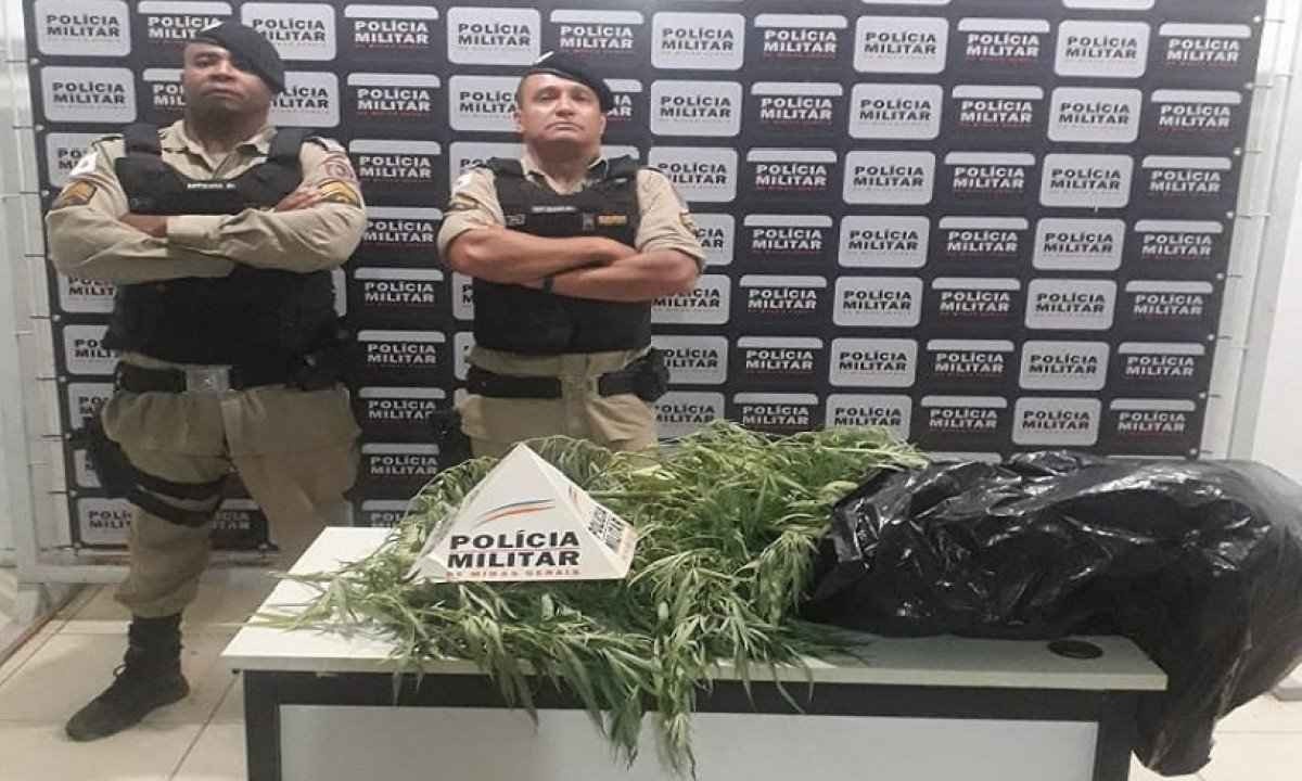 Polícia Militar flagra plantador de maconha em Divinolândia