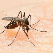 Minas Gerais decreta situação de emergência por causa da dengue - Getty Images