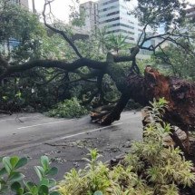 Chuva forte: 61 árvores caíram em apenas 24 horas na Grande BH - Jair Amaral/EM/D.A.Press