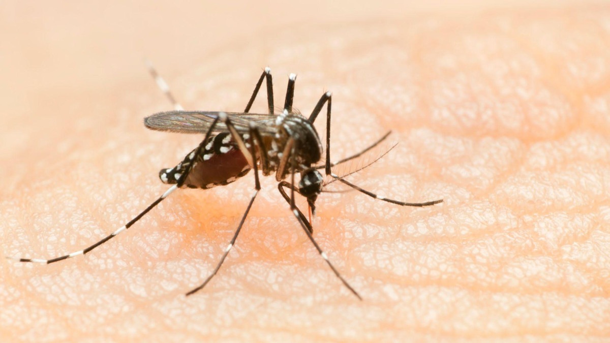 Dengue: Belo Horizonte confirma duas mortes pela doença