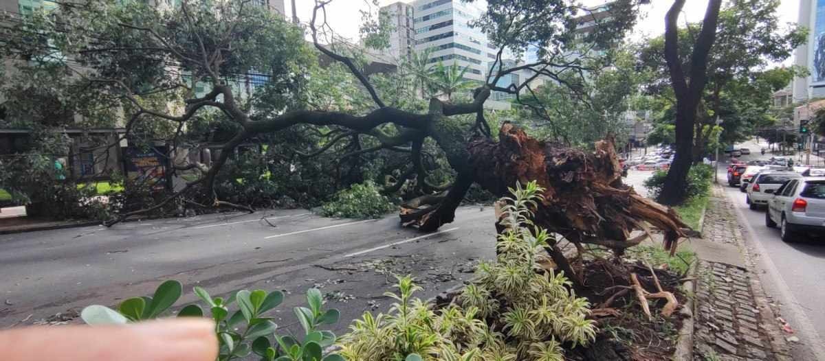 Chuva forte: 61 árvores caíram em apenas 24 horas na Grande BH