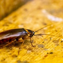 Medo de barata? Biólogo desvenda mitos e verdades sobre o inseto - Freepik