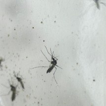 Vacina da dengue: planos de saúde são obrigados a aplicar imunizante? - EPA