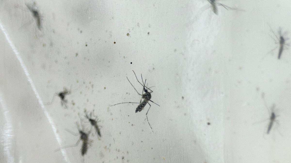 Vacina da dengue: planos de saúde são obrigados a aplicar imunizante?