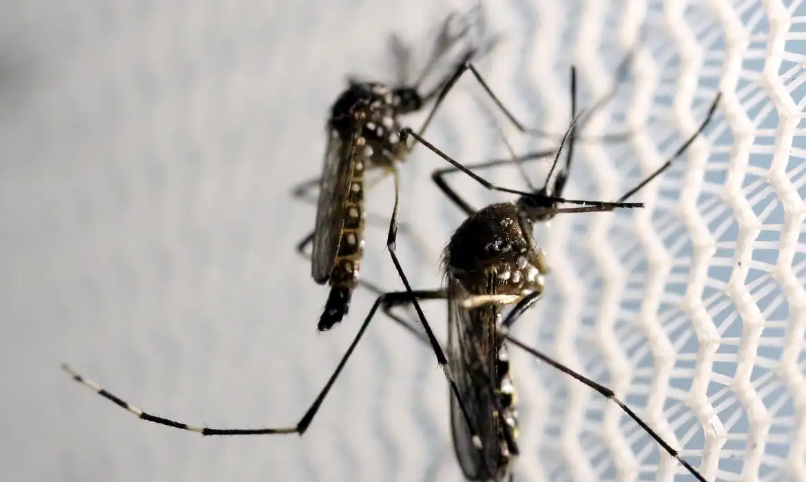 Doença é transmitida pela fêmea do mosquito Aedes aegypti -  (crédito: EBC - Saúde)