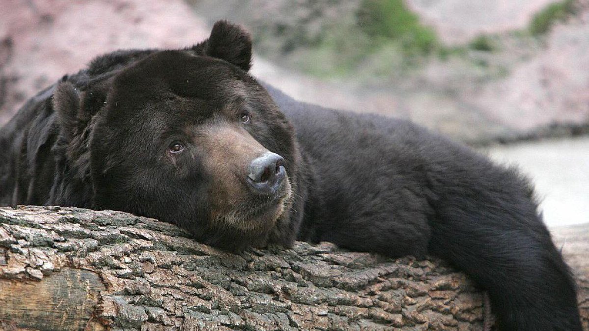 Os ursos negros se curam enquanto dormem -  (crédito: Getty Images)
