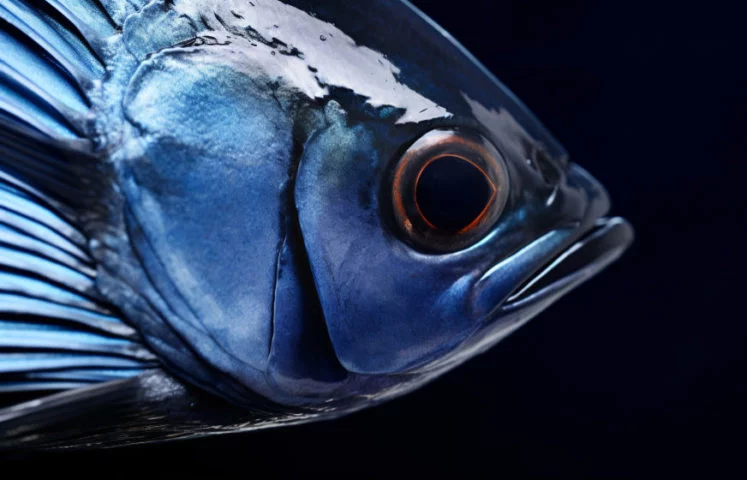 Peixe mais caro do mundo chega a custar R$ 800 no Brasil - freepik