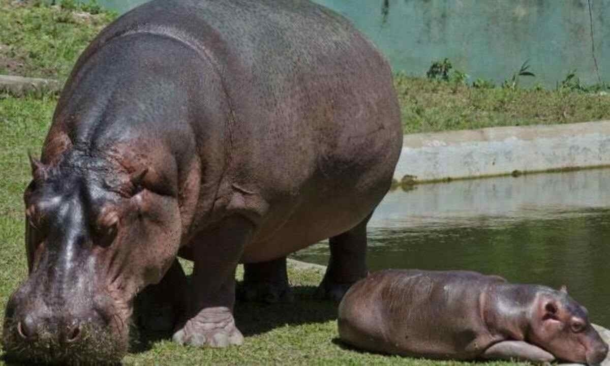 Ingressos para o Zoológico de BH já podem ser pagos via PIX

     -  (crédito: Daniel Alves/PBH)