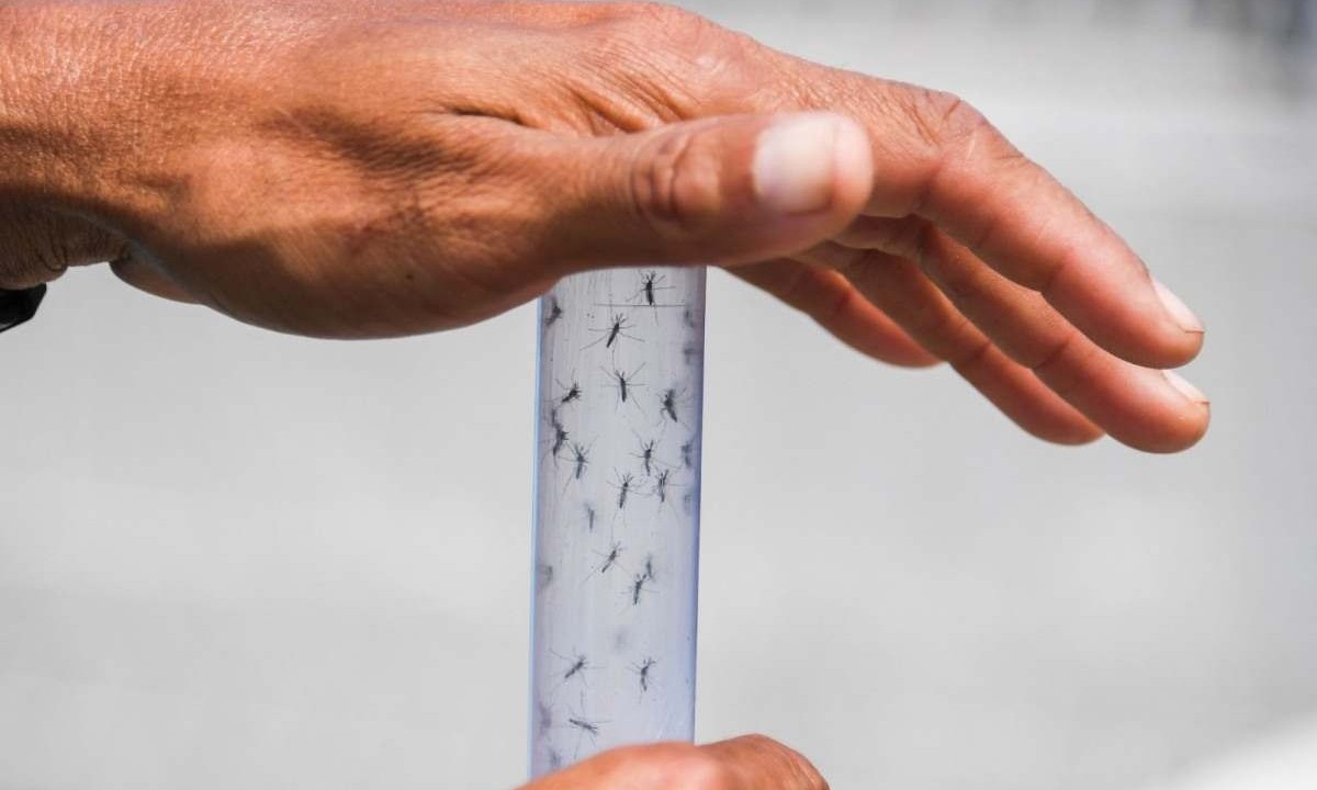 Minas está em alerta por conta da explosão de casos de dengue  -  (crédito: Apu GOMES / AFP)