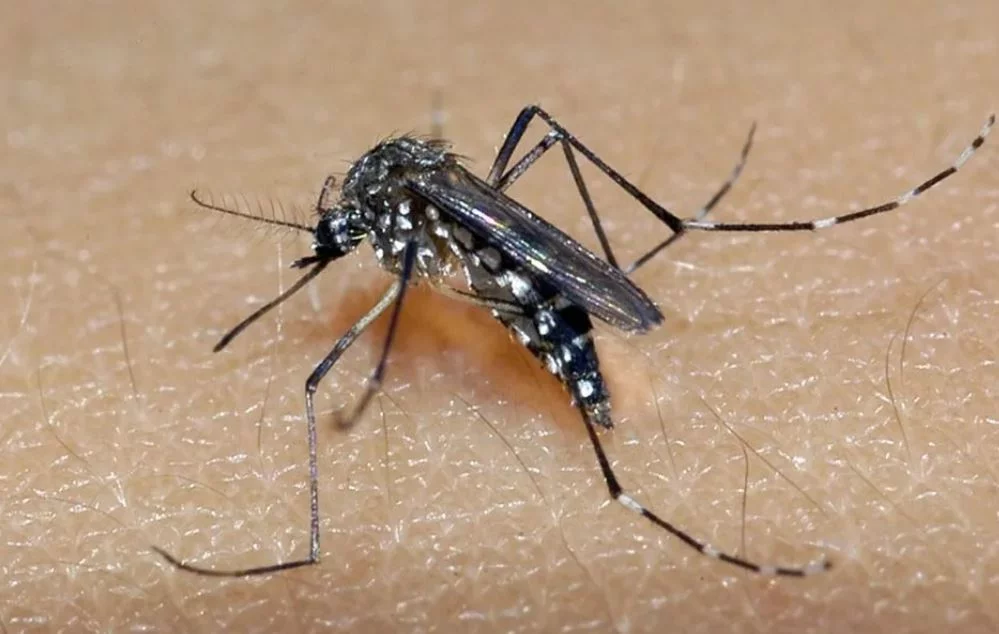 Dengue no Brasil já é o triplo de 2023 inteiro! - Divulgação SES-MG