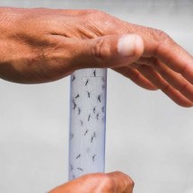 MG: alta de casos de dengue e chikungunya provoca falta de sangue em hospital - Apu GOMES / AFP
