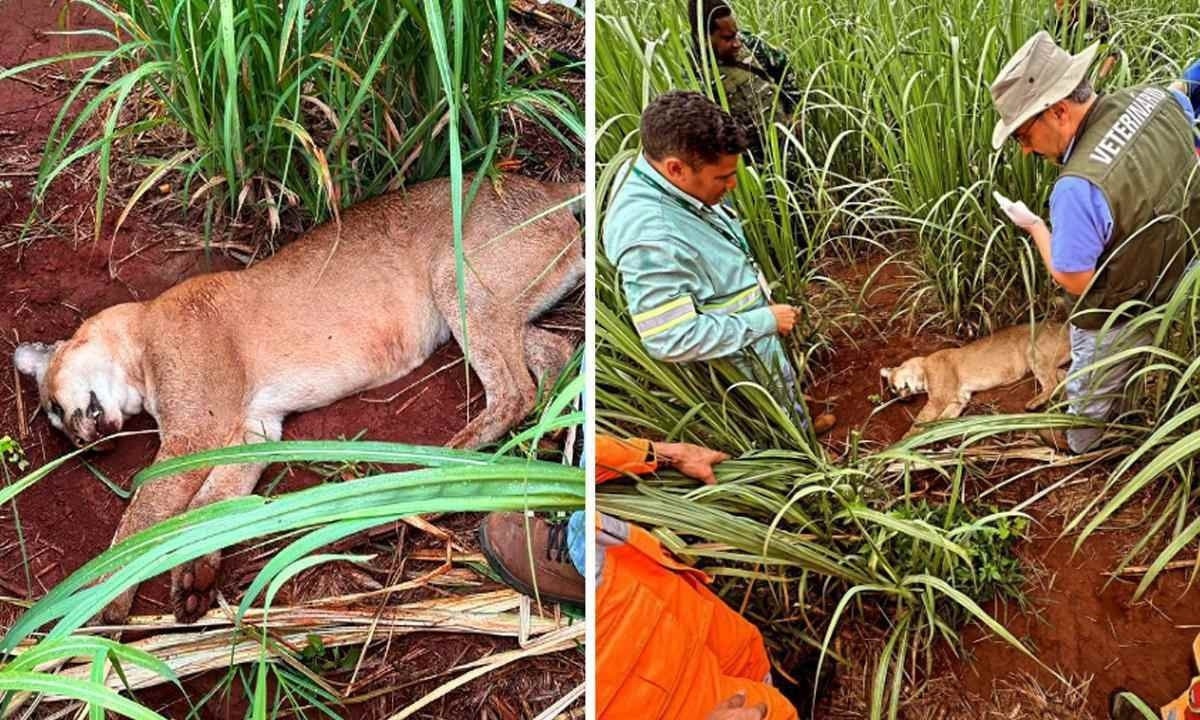 O animal foi encontrado morto em um canavial -  (crédito: Corpo de Bombeiros de Uberaba/Divulgação)