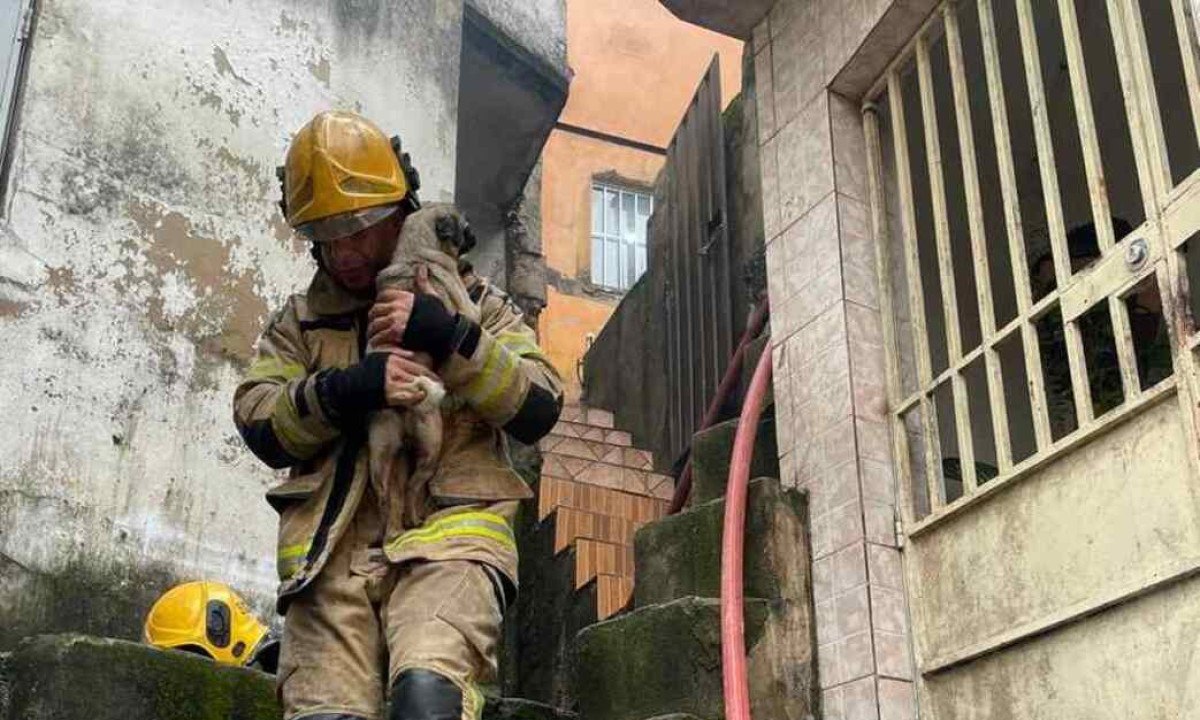 Cachorro foi resgatado de casa pegando fogo em Belo Horizonte -  (crédito: CBMMG)