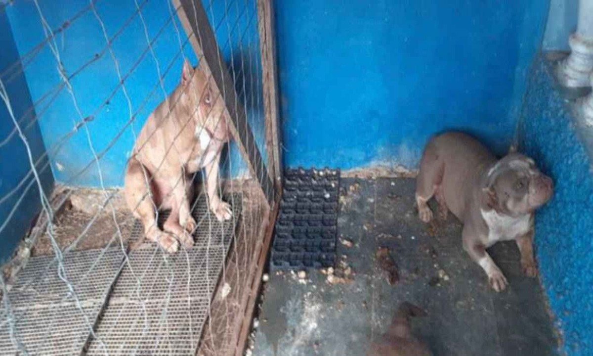 Cães estavam abandonados -  (crédito: Divulgação / PCMG)