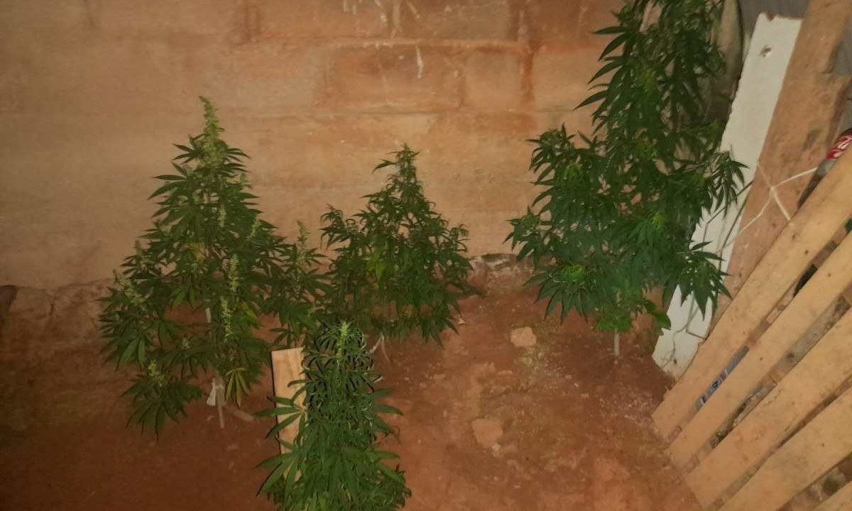 Mãe é surpreendida ao ser informada que filha tinha pés de maconha em casa -  (crédito: Divulgação/PMMG)