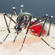 Minas Gerais confirma primeira morte por dengue em criança  - SHINJI KASAI / COURTESY OF SHINJI KASAI / AFP