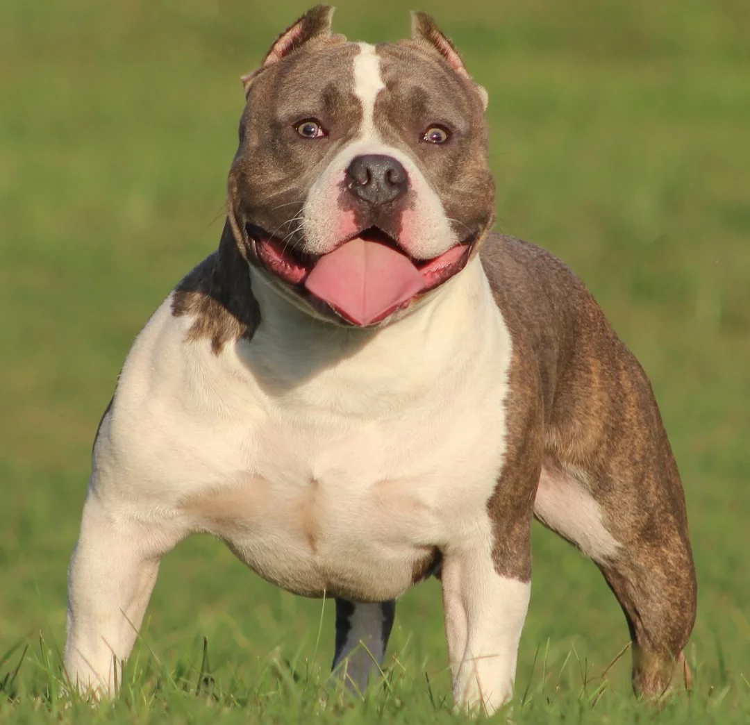 Após ataques, Inglaterra proíbe raça de cão sem registro e impõe castração - Rock City Kennels wikimedia commons 