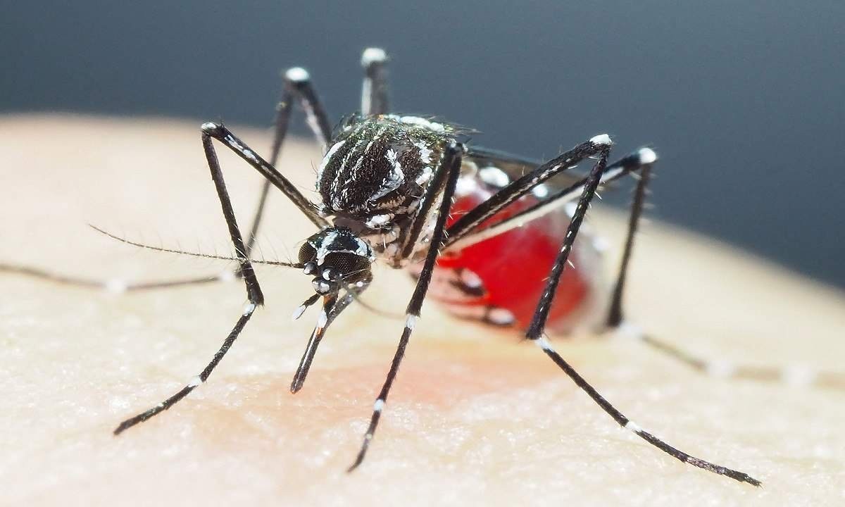 Minas Gerais confirma primeira morte por dengue em criança 