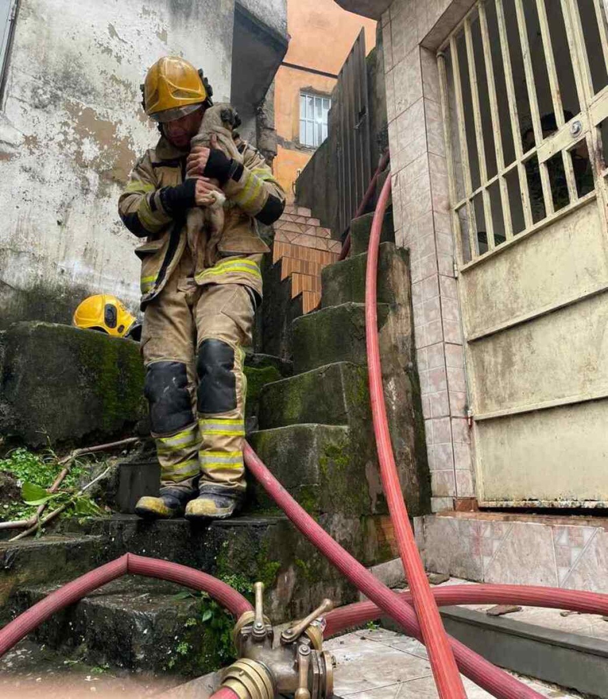 BH: Bombeiros resgatam cachorro de incêndio em casa