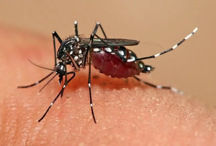 Niterói impressiona ao usar o próprio mosquito no combate à dengue - wikimedia commons Muhammad Mahdi Karim