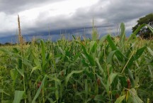 Norte de Minas: chuvas fazem rebrotar esperança na agricultura