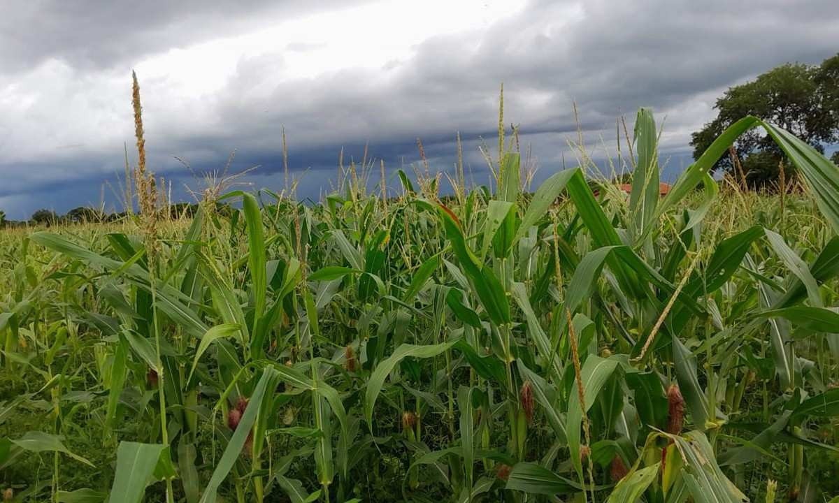 Norte de Minas: chuvas fazem rebrotar esperança na agricultura
