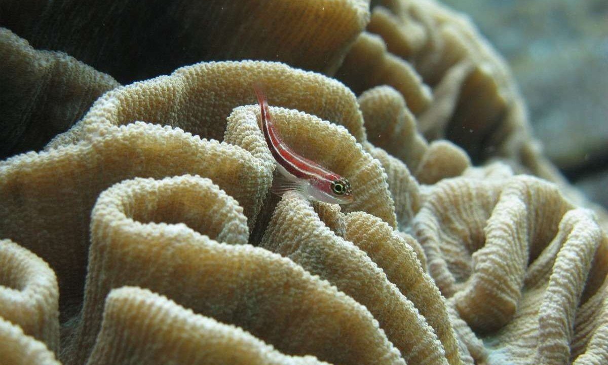 Peixe em um coral-cÃ©rebro: espÃ©cie que estÃ¡ ameaÃ§ada de extinÃ§Ã£o -  (crédito: Sam Kerridge/Pixabay)