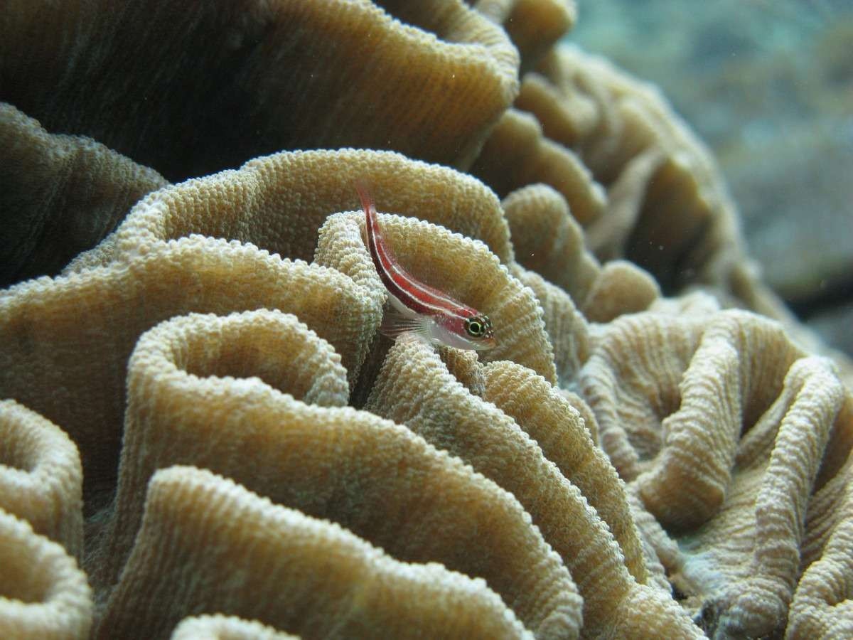 Em saga por coral de proveta, lua nova vira momento de caça a sêmen