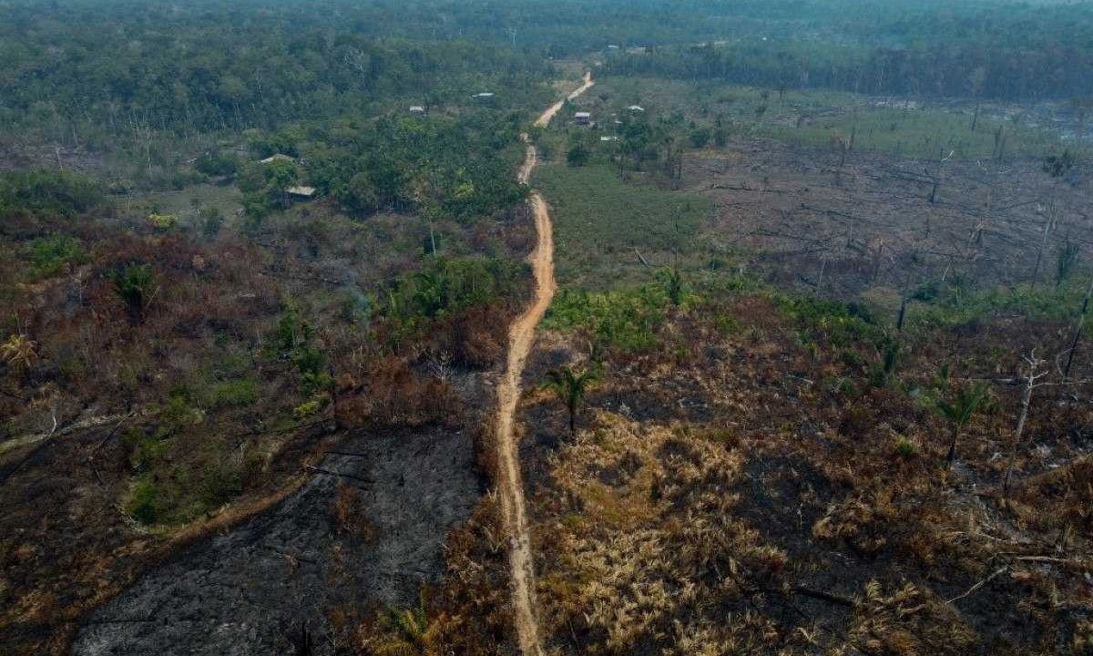  Árvores queimadas depois que incêndios ilegais foram acesos por agricultores em Manaquiri, estado do Amazonas, em 6 de setembro de 2023 -  (crédito: MICHAEL DANTAS / AFP)