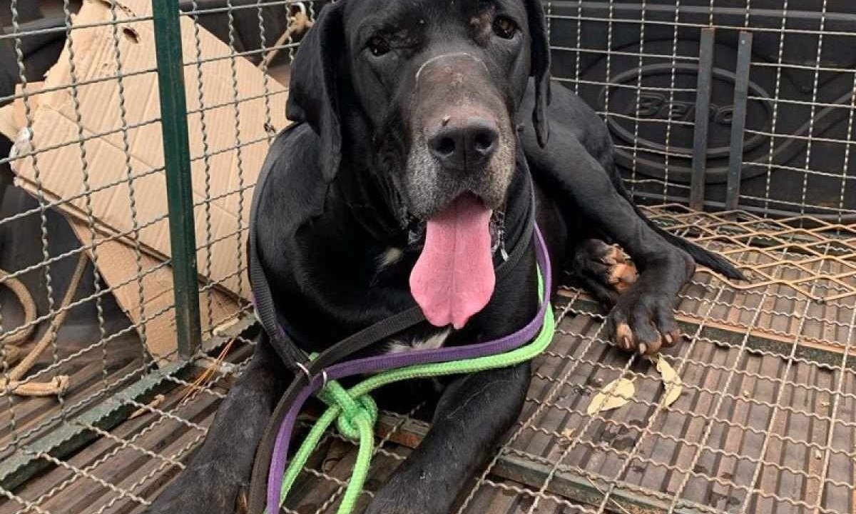Dogão, dog alemão abandonado, foi resgatado do Parque da Serra do Rola-Moça -  (crédito: Crédito/ Divulgação Adote Pitbull)