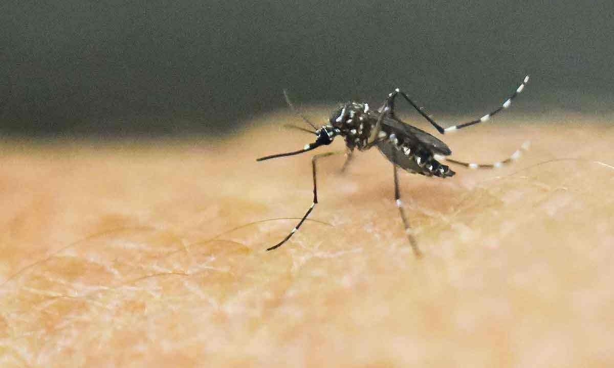 Mosquito Aedes aegypti transmite dengue e chikungunya
 -  (crédito: Luiz Robayo/AFP)