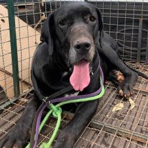 Abandonado desde 2022, dog alemão é resgatado na Serra do Rola-Moça - Crédito/ Divulgação Adote Pitbull
