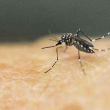 Dengue, chikungunya e artrite - Luiz Robayo/AFP
