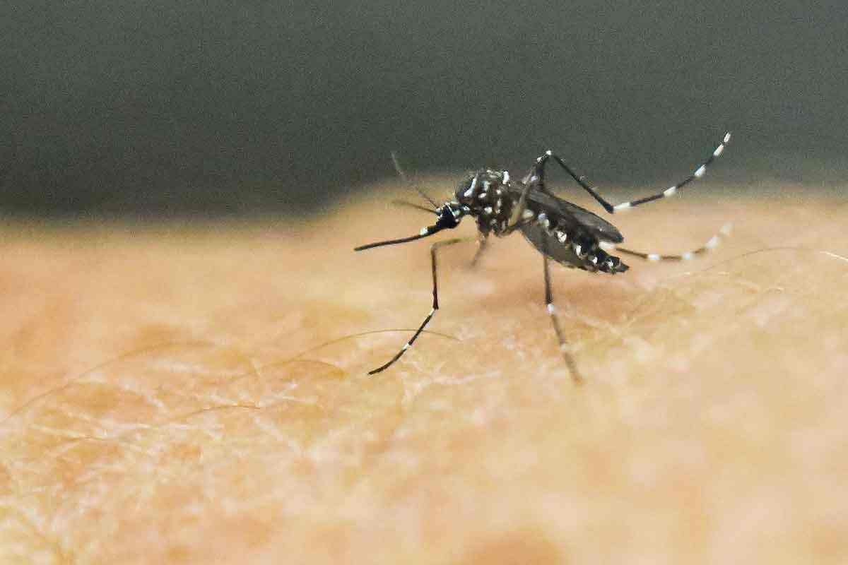 Dengue, chikungunya e artrite