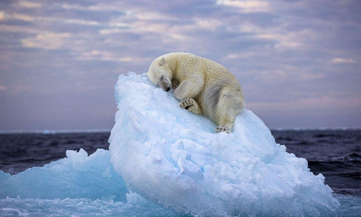 Foto vencedora de concurso sobre vida selvagem -  (crédito: Nima Sarikhani/Wildlife Photographer of the Year)