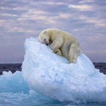 A impressionante foto de urso polar dormindo em iceberg que venceu prêmio de fotografia - Nima Sarikhani/Wildlife Photographer of the Year
