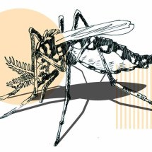 Picada, altura e horário: mitos e verdades sobre o mosquito da dengue - Valdo Virgo/CB/D.A Press
