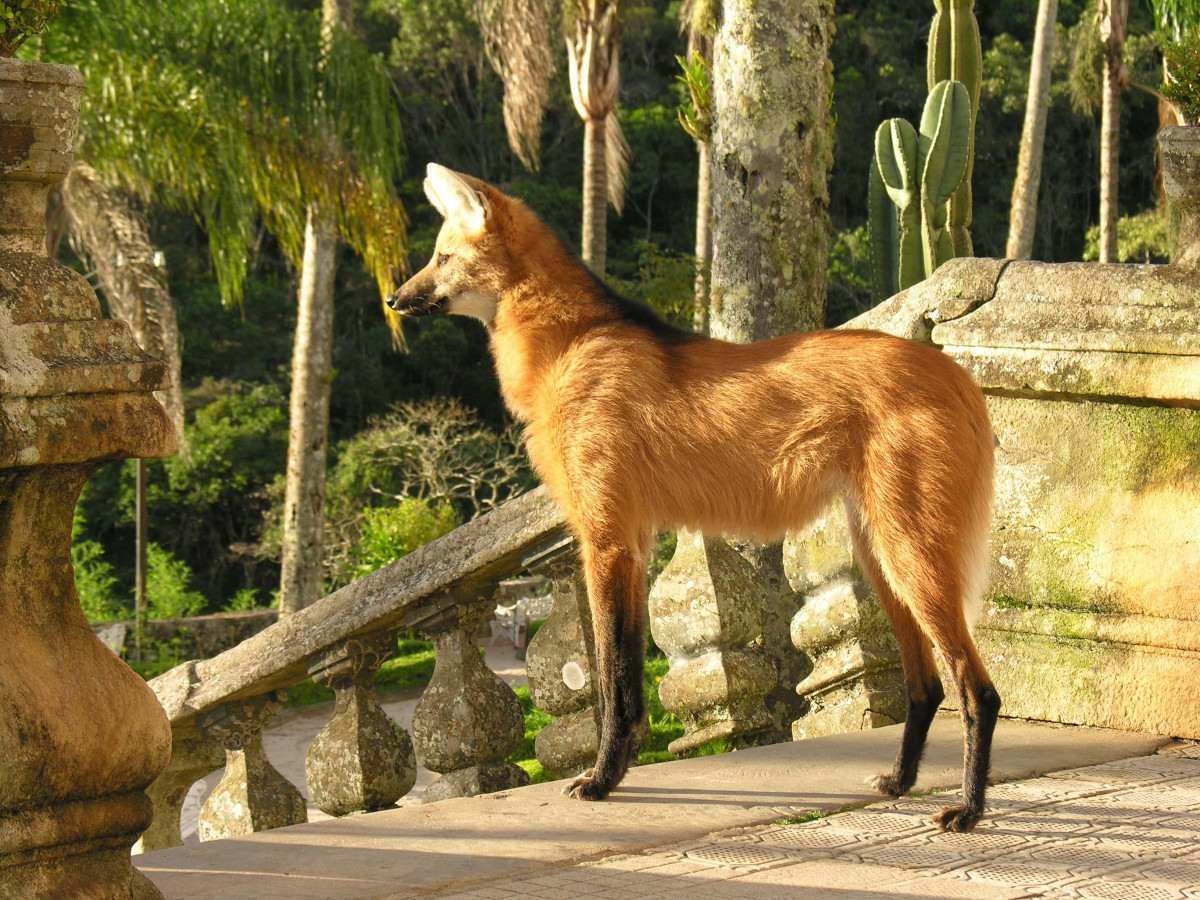 Constantemente vistos no santuário, os lobos-guará encantam os visitantes 