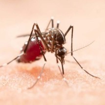 Dengue, chikungunya e zika: conheça os sintomas de cada doença - Freepik