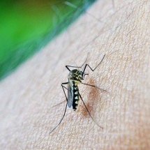 Dengue: testes dão diagnóstico rápido e preciso no início da infecção - Mohamed Nuzrath/Pixabay