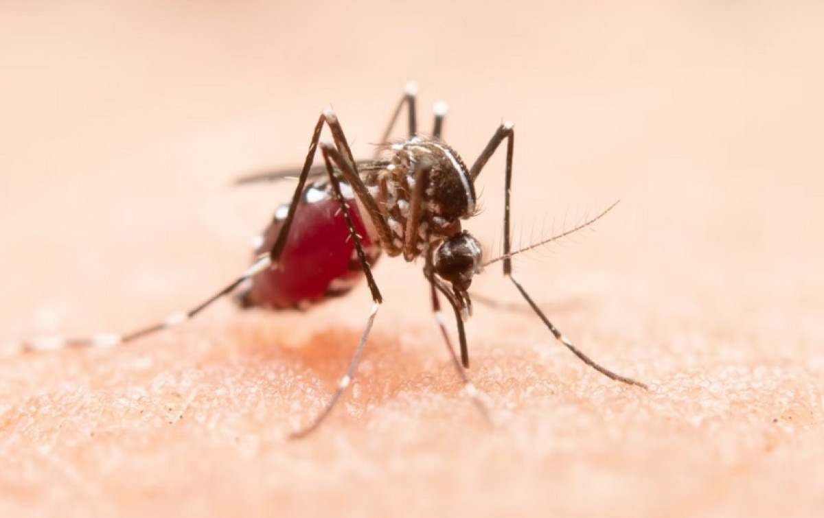 Dengue, chikungunya e zika: conheça os sintomas de cada doença
