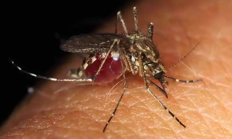 Brasil ultrapassa marca de meio milhão de casos prováveis de dengue - Pete/Pixabay