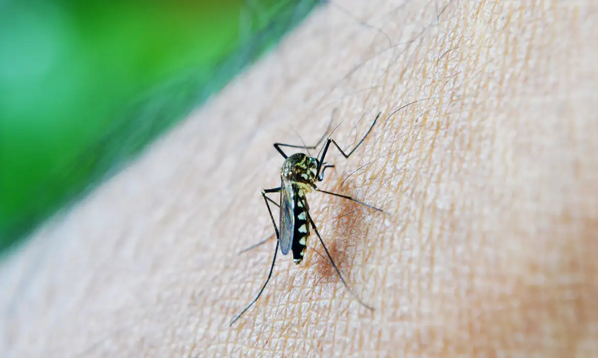 Brasil ultrapassa meio milhão de casos prováveis de dengue - EBC - Saúde